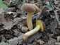 Molyhos tinóru (Xerocomus subtomentosus), Budai-hegység